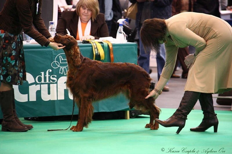 Crufts2011 334.jpg